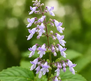 Isodon Japonicus