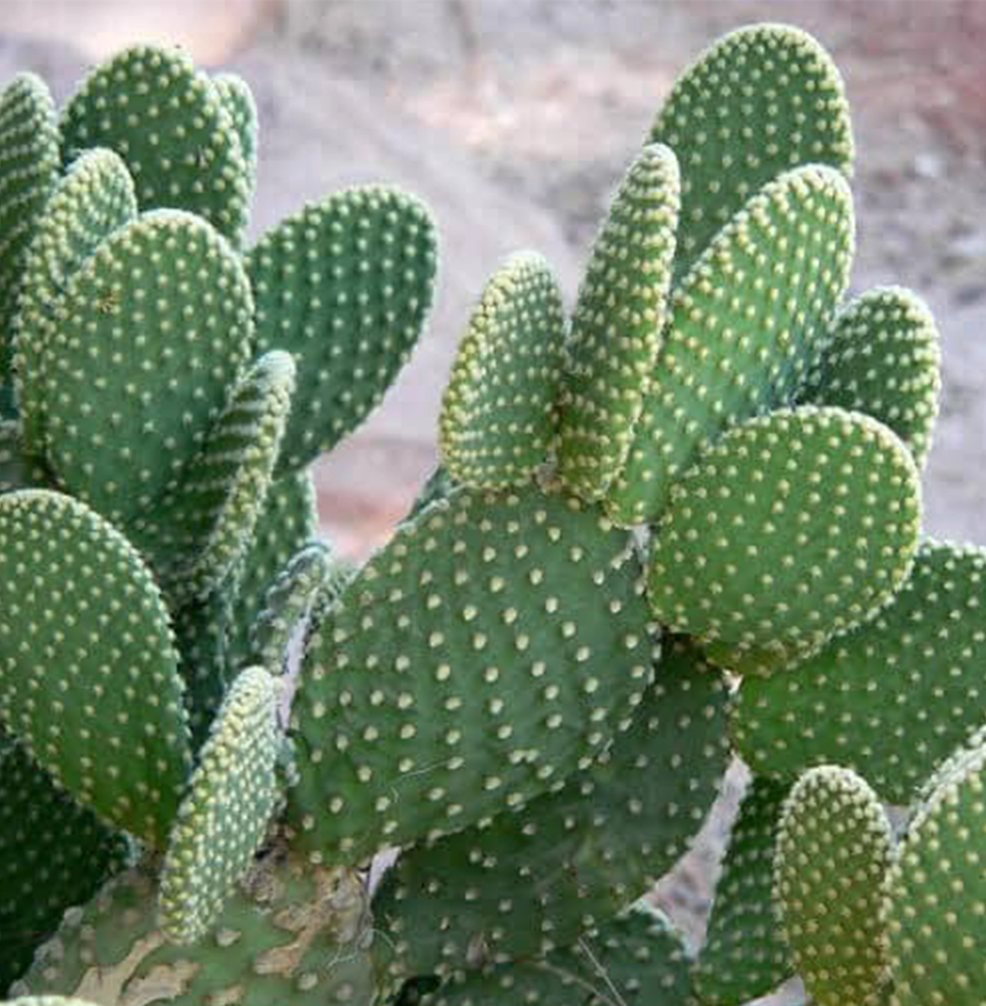 กระบองเพชร